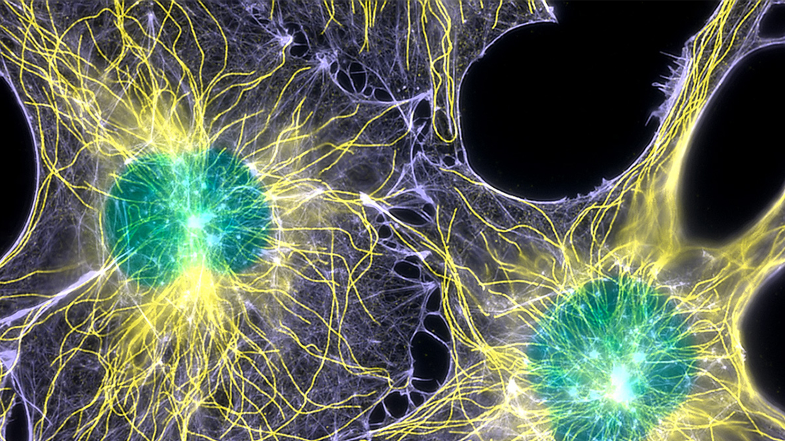 Actin-microtubules-and-nuclei-labeled-in-cells